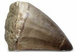 Fossil Mosasaur (Thalassotitan) Tooth - Morocco #384032-1